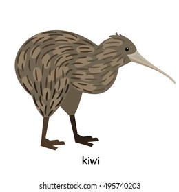 Kiwi Bird vector illustration