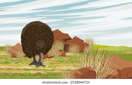 Pájaro kiwi camina a través de un prado con piedras y hierba. Fauna de la Nueva Zelanda. Paisaje de Vector realista