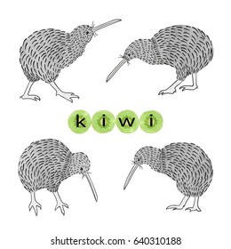 Kiwi birds set. Vector illustration.