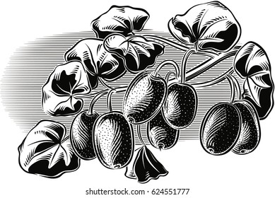 kiwi branch.