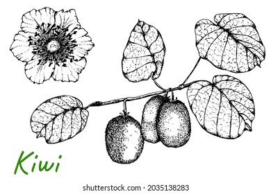 Kiwi. Branch with leaves, flower and fruits. Chinese gooseberry. Black and white drawing. Stock vector illustration. Isolated over white background. Hand drawing. Engraving. For labels, packaging 