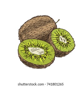Kiwi, composition with halves of fruits. Full color realistic sketch vector illustration. Hand drawn painted illustration.