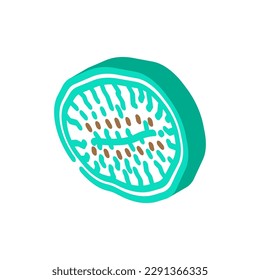 kiwi dried fruit isometric icon vector. kiwi dried fruit sign. isolated symbol illustration