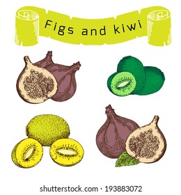 kiwi, figs, vector hand drawing