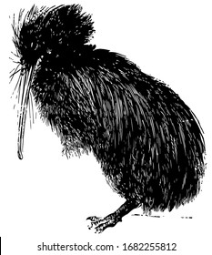 Kiwi is also a flightless bird, vintage line drawing or engraving illustration.