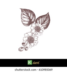 Kiwi flowers vector illustration in vintage style. Kiwi flowers isolated on a white background. Design for eco food, nature products, pharmacy cosmetics, body care product, sign cards, packaging.