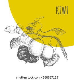 Kiwi fruit brunch vector hand drawing botanical illustration. Exotic tropical Actinidia fruit pencil sketch.