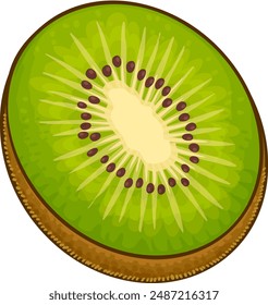 Kiwi Fruit Colored Detailed Illustration