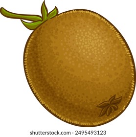 Kiwi Fruit Colored Detailed Illustration