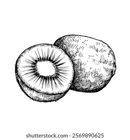 Kiwi fruit composition sketch ink graphic illustration, draft silhouette drawing, black on white line art. Botanical vintage etching food design.