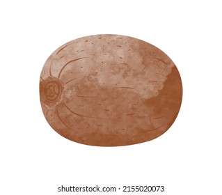 Kiwi fruit Design elements. watercolour style vector illustration.