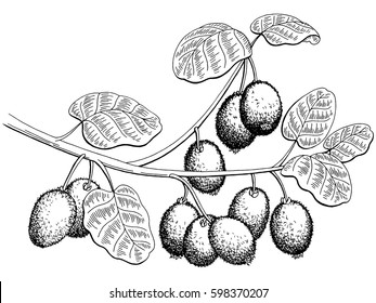 Kiwi fruit graphic branch black white isolated sketch illustration vector