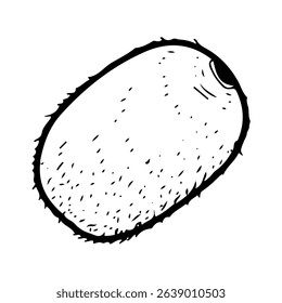 Kiwi fruit. Hand drawn doodle vector. Summer sweet berry of actinidia plant. Seasonal vitamins. Fresh organic food. Juicy pulp in fluffy skin. Illustration line art element.