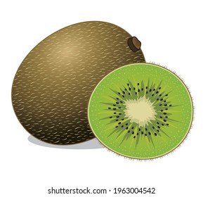kiwi fruit illustration isolated vector