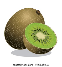 kiwi fruit illustration isolated vector