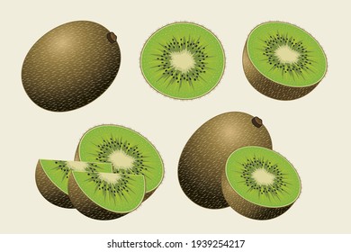 kiwi fruit illustrations set collections