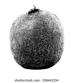 Kiwi fruit isolated on white background, sketched vector