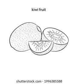 kiwi fruit line drawing vector illustration