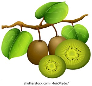 Kiwi fruit on branch illustration