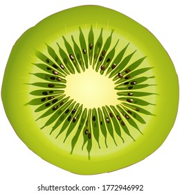 Kiwi. Fruit. Realistic vector illustration.