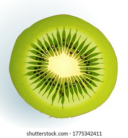 Kiwi. Fruit. Realistic vector illustration.