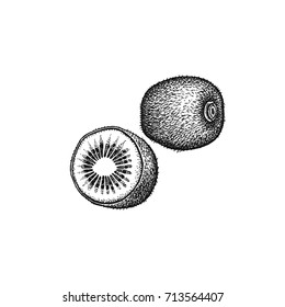 Kiwi fruit. Realistic vector illustration plant. Apterux isolated on white background. Hand drawing. Decoration for the menu and kitchen design. Vintage black and white engraving. Vegetarian food