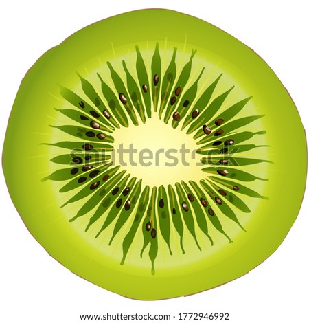 Kiwi. Fruit. Realistic vector illustration.