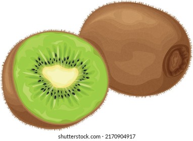 Kiwi fruit. Ripe kiwi. Image of a ripe kiwi fruit. Vitamin fruit. Organic vegetarian products. Vector illustration isolated on a white background