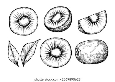 Kiwi fruit sketch ink graphic illustration, draft silhouette drawing, black on white line art. Botanical vintage etching food design.