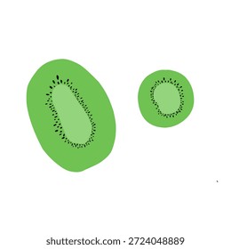 Kiwi vetor de frutas na cor verde bonita