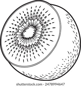 Kiwi Fruit Vector for Coloring Pages for Kids