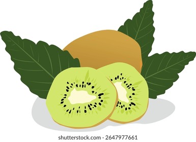 Kiwi fruit vector illustration, fresh kiwi fruit