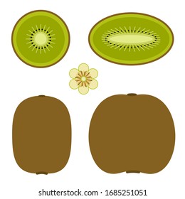 Kiwi fruit vector illustration. Sliced and whole kiwi on the white background 