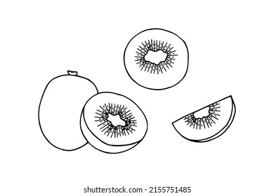 Kiwi fruit. Vector stock illustration eps10. Outline, isolate on white background. Hand drawn.
