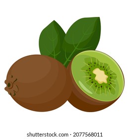 Kiwi fruit whole and halves. Isolated vector illustration.