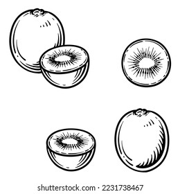 Kiwi, half kiwi and a slice. Vector illustration of kiwi in engraving style.