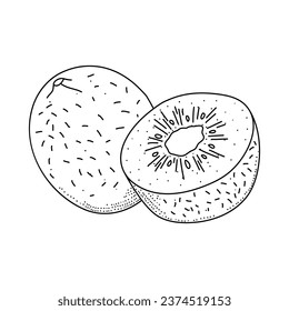 Kiwi hand drawn doodle by ink and pen sketch. Doodle kiwi fruit isolated on white background
