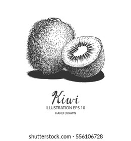 Kiwi hand drawn illustration by ink and pen sketch. Isolated vector design for fruit and vegetable products and health care goods.