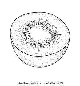 Kiwi. Hand drawn sketch. Vector illustration isolated on white background