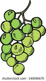 Kiwi. Hand-drawn illustration.