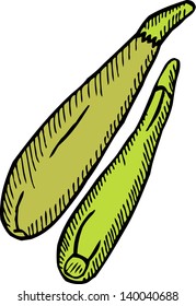Kiwi. Hand-drawn illustration.