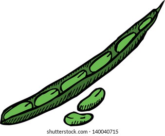 Kiwi. Hand-drawn illustration.
