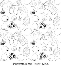 Kiwi isolated on white background with clipping path. A set of seamless patterns with kiwi. Vector graphics, 1000x1000.