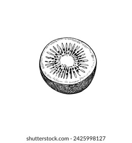 Kiwi, isolated on white background.Hand-drawn ink illustration in retro engraving style. Detailed vector drawing.