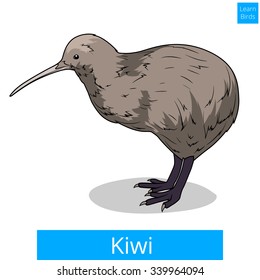 Kiwi learn birds educational game vector illustration
