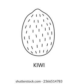 Kiwi line icon in vector, fruit illustration.