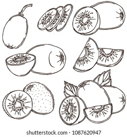 Kiwi line illustration, vector