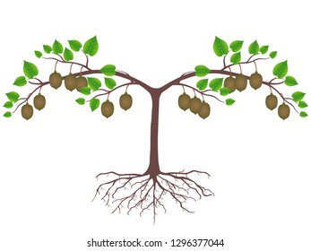 Kiwi plant with roots and fruits on a white background.