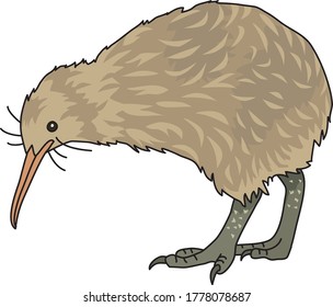 Kiwi is a representative bird of New Zealand.