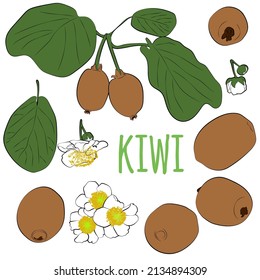 Kiwi-Set. Handgezeichnete Kiwi-Früchte, Äste und Blumen Set.